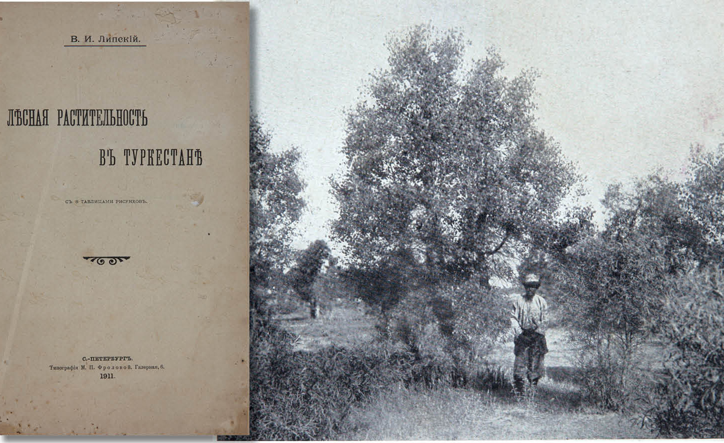 Купить книгу Липского (Лесная растительность в Туркестане)